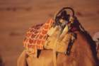 tunisia0174_small.jpg