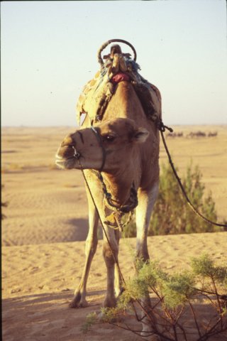 tunisia0176.jpg