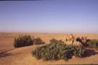 tunisia0184_small.jpg