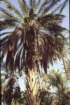 tunisia0254_small.jpg
