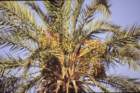 tunisia0257_small.jpg