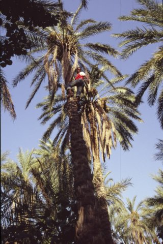 tunisia0259.jpg