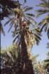 tunisia0259_small.jpg