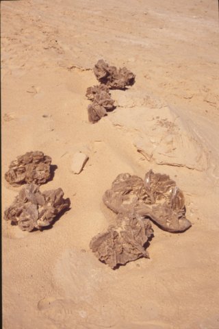 tunisia0288.jpg