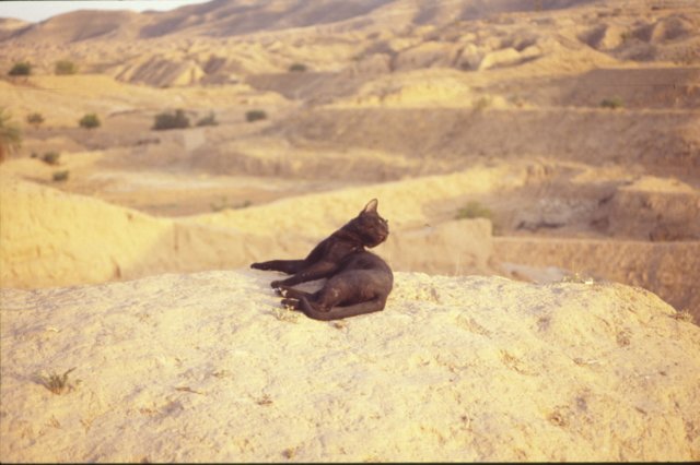 tunisia0305.jpg