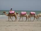 tunisia0384_small.jpg