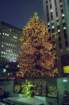 nyc0016_small.jpg