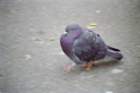 nyc0025_small.jpg