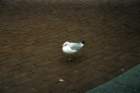 nyc0030_small.jpg