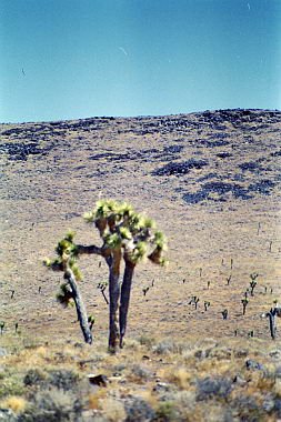 usa0281.jpg