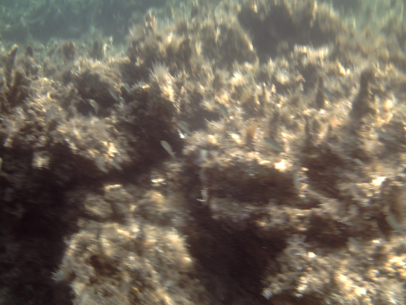 Isola di Zut036