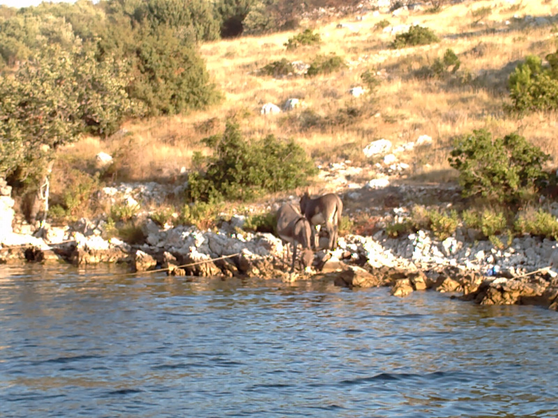 Isola di Zut042