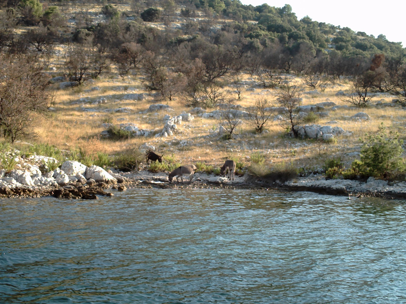 Isola di Zut063