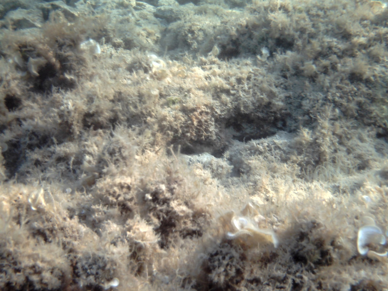 Isola di Zut081