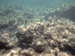 Isola di Zut018