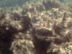 Isola di Zut036