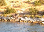 Isola di Zut057