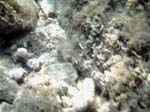 Isola di Zut092