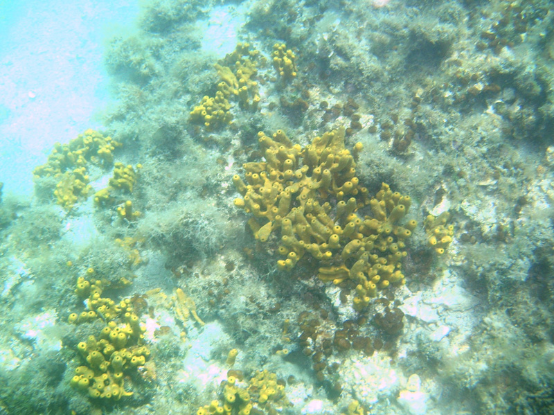Isola di Zut092