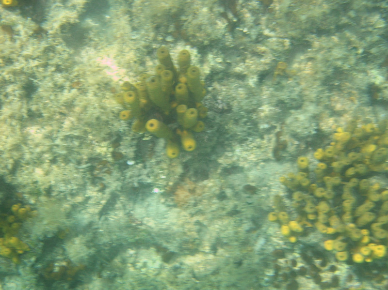 Isola di Zut093