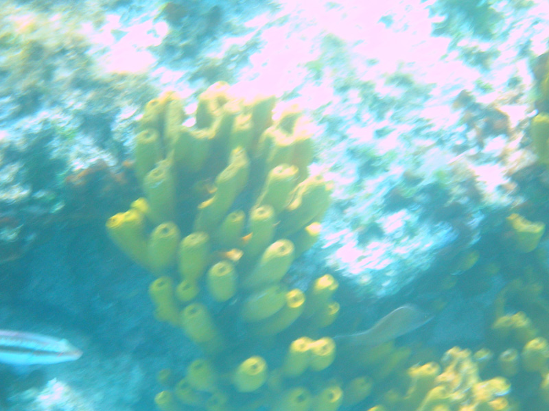 Isola di Zut098