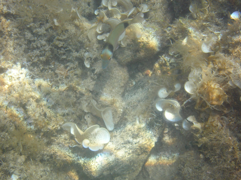 Isola di Zut106