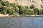Isola di Zut033