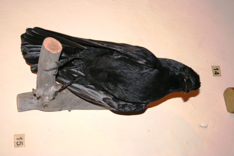 Estate 2007-095