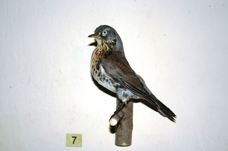 Estate 2007-096
