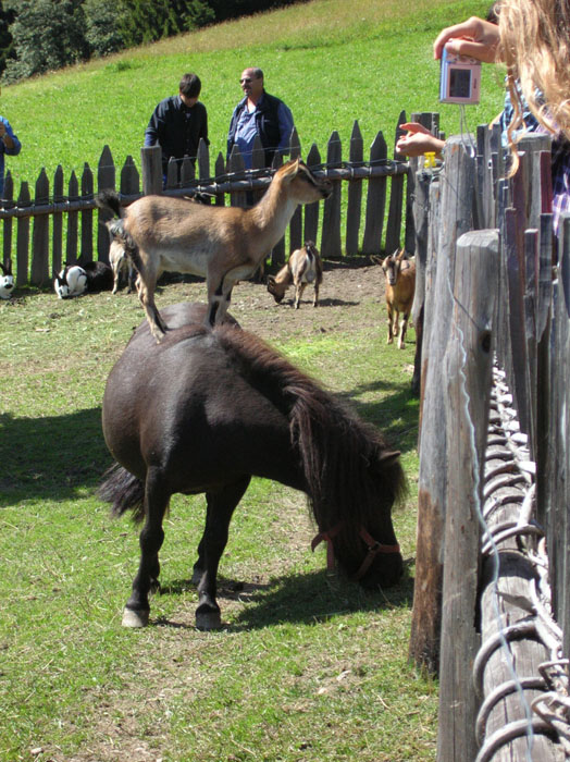 Villa San Giuseppe 2007-026
