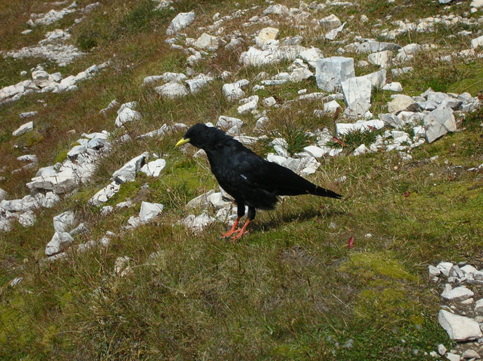 Villa San Giuseppe 2007-079