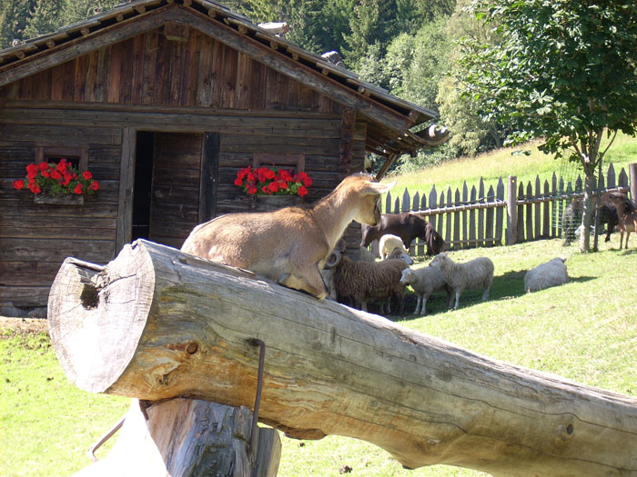 Villa San Giuseppe 2007-381
