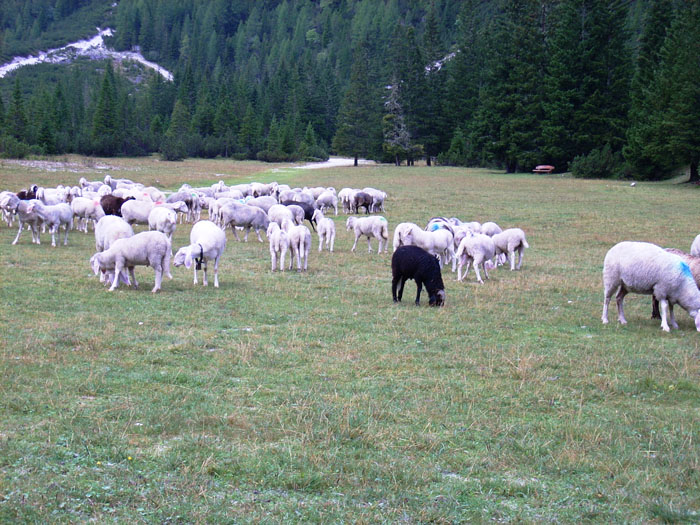 Villa San Giuseppe 2007-385