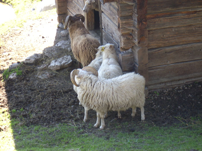 Villa San Giuseppe 2007-392