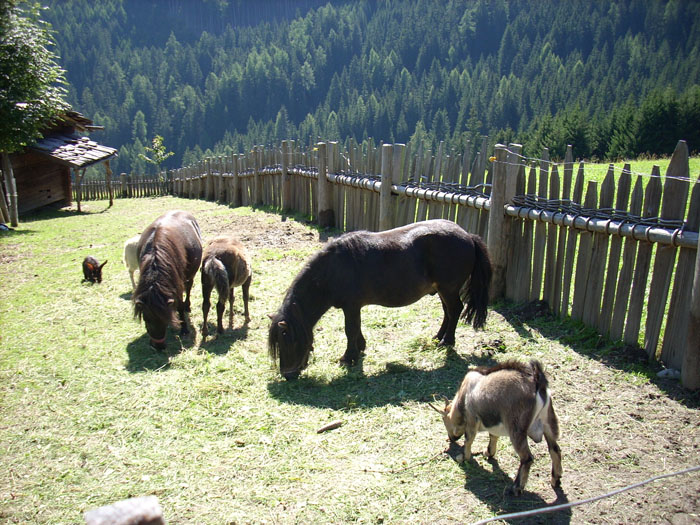 Villa San Giuseppe 2007-403