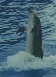 delfino_l.jpg (6564 byte)
