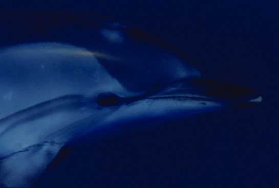 delfinohead.jpg (4875 byte)