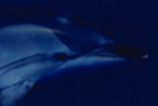 delfinohead_l.jpg (2188 byte)