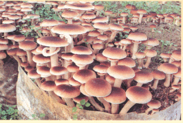 Funghi.gif (41655 byte)