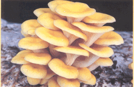 Funghi2.gif (31017 byte)